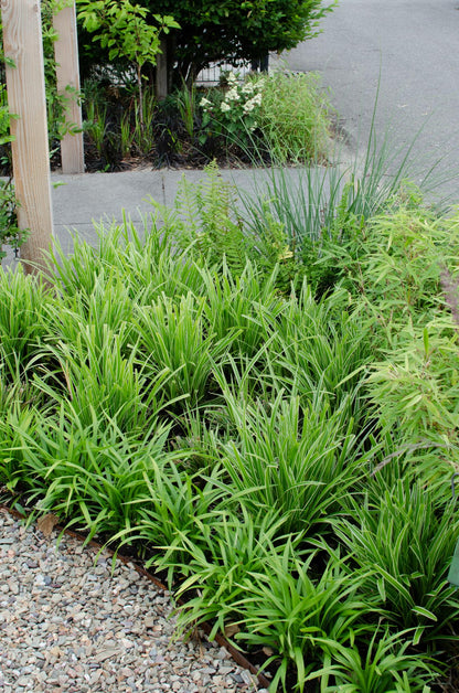 3x - Carex morrowii 'Ples na ledu' - ↨30cm - Ø14