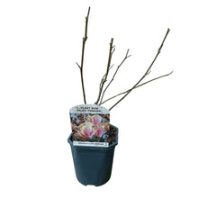 Green boutiQ - Heesters -  Magnolia Soulangiana  - Bloemen Licht Roze - 1 Plant - Bladverliezend - Weinig Onderhoud - Pot 17cm Hoogte 45cm