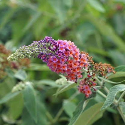 Green boutiQ - Vlinderstruik - Buddleja davidii Flower Power - Bloem Oranje Paars - 3 Planten - 1m2 - Bladverliezend - Vlinderlokkend -  Pot 17cm Hoogte 30cm