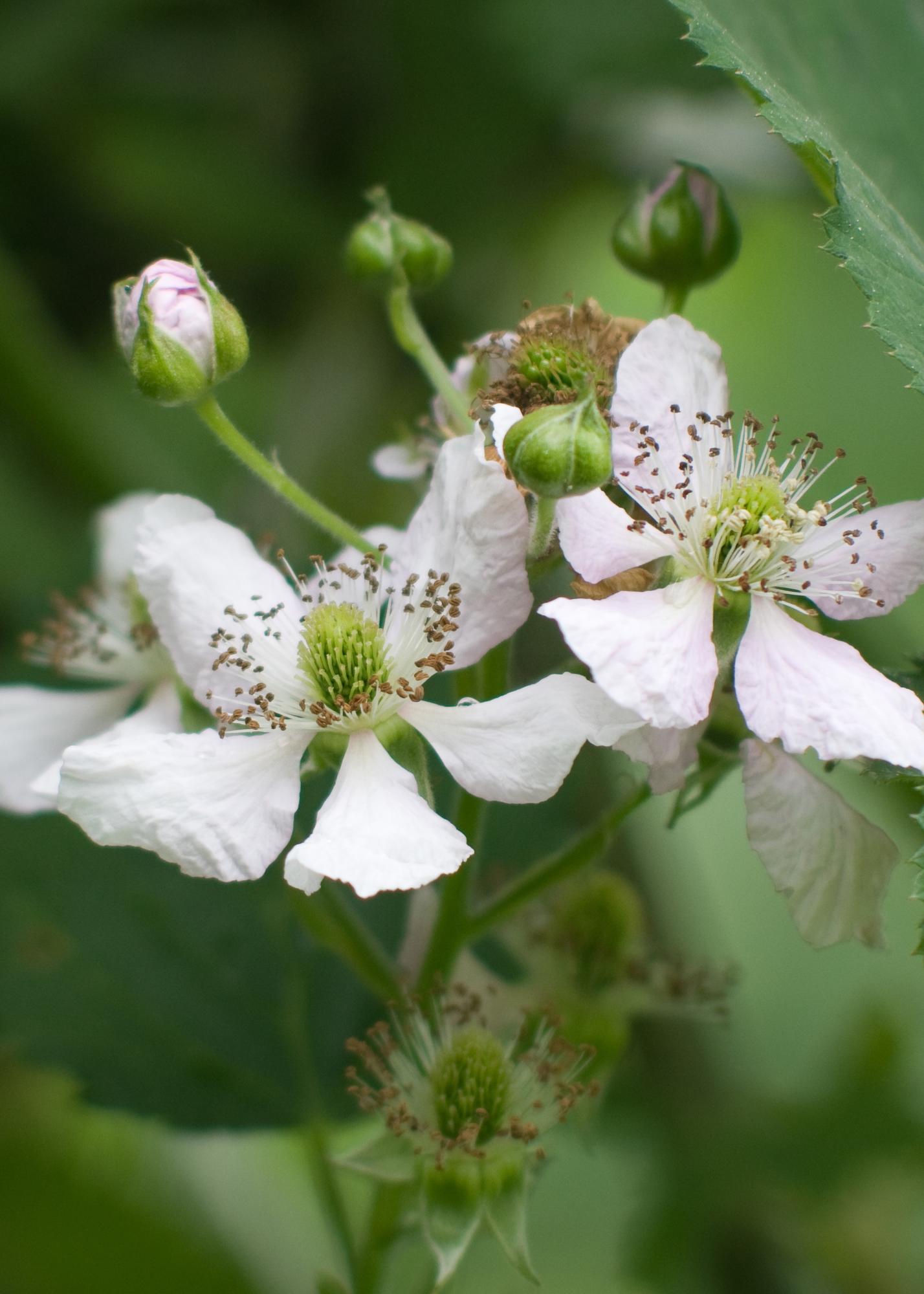 Rubus fruticosus 'Thornless Evergreen' - Kupina bez trnja - Ø13cm - ↕45cm