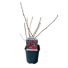Green boutiQ - Heesters -  Ribes sanguineum Kind Edward - Bloem Rood - 1 Plant - Bladverliezend - Weinig Onderhoud - Pot 17cm Hoogte 45cm