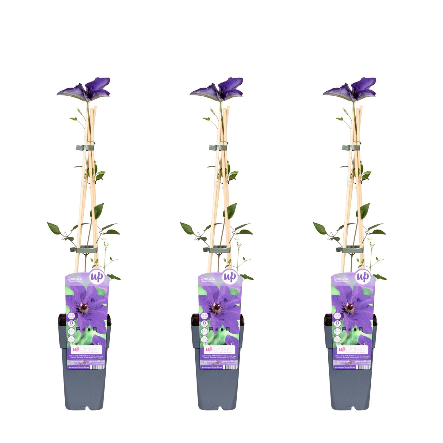 3x - Clematis Predsjednik - ↨65cm - Ø15
