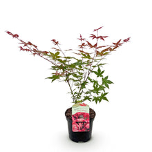 Green boutiQ - Terrasplant - Japanse Esdoorn - Acer palmatum Beni Maiko - Rood - 1 Plant - Bladverliezend - Pot 19cm Hoogte 70cm