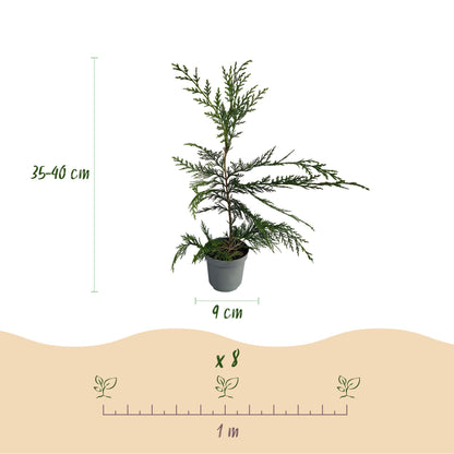 Green boutiQ - Haagplanten - Cupressocyparis leylandii - blad groen - 8 planten - 1 strekkende meter - groenblijvend - pot 9cm hoogte 35-40cm