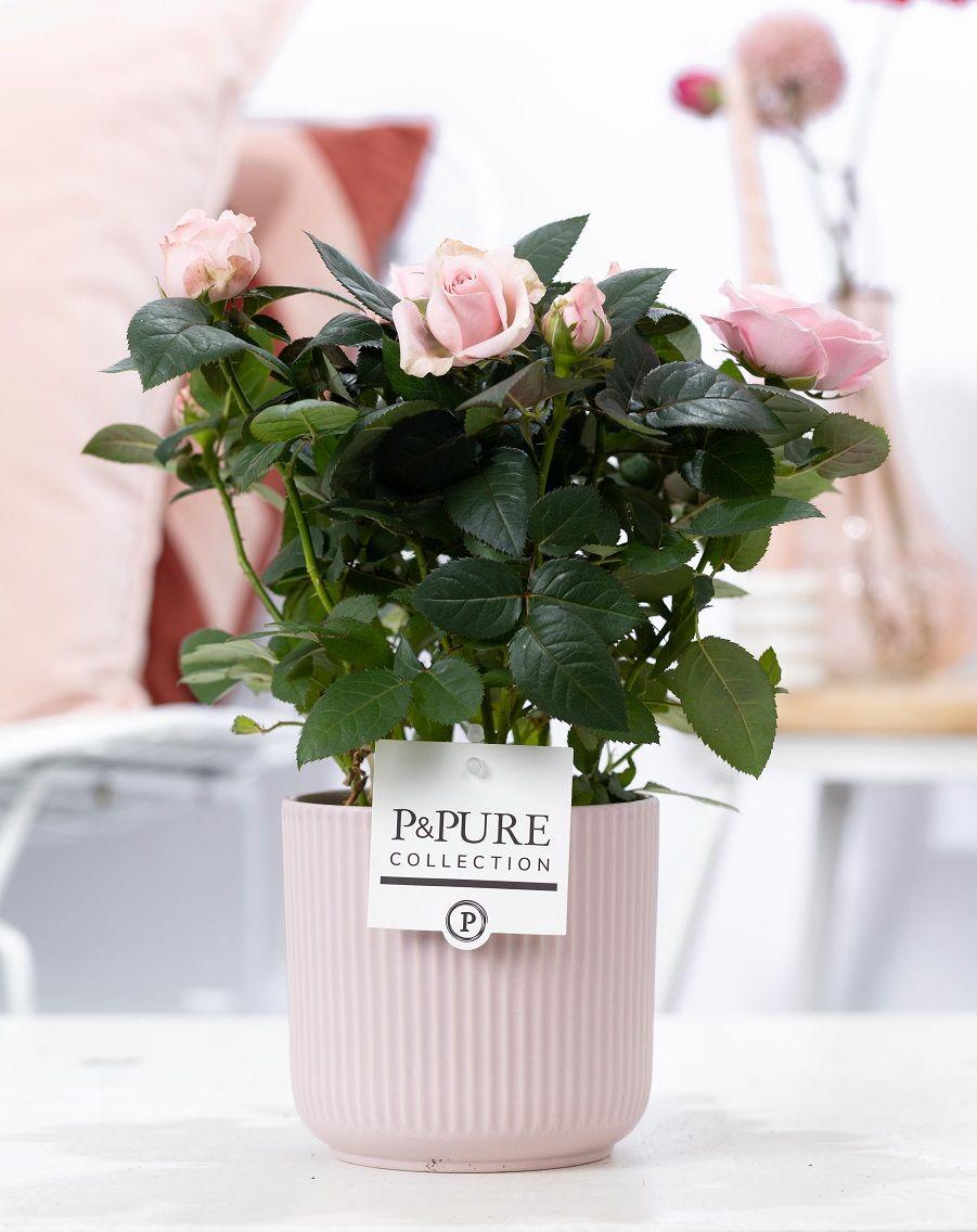 Svijetloružičasta Rosa u boji P&amp;PURE Sophie Ceramics Pink - Ø12cm - ↕30cm