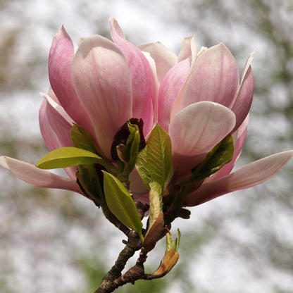 Green boutiQ - Heesters -  Magnolia Soulangiana  - Bloemen Licht Roze - 1 Plant - Bladverliezend - Weinig Onderhoud - Pot 17cm Hoogte 45cm