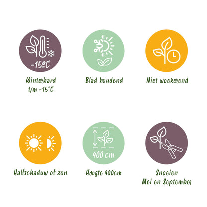 Green boutiQ - Haagplanten - Ligustrum ovalifolium Aureum - blad geel groen - 8 planten - 1 strekkende meter - groenblijvend - pot  9cm hoogte 35-40cm