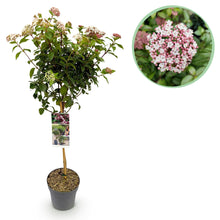 Green boutiQ - Tuinplant - Viburnum tinus Eve Price - Plant op stam - Terras Plant - Bladhoudend - Weinig Onderhoud - Pot 19cm Hoogte 90cm