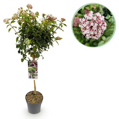 Green boutiQ - Tuinplant - Viburnum tinus Eve Price - Plant op stam - Terras Plant - Bladhoudend - Weinig Onderhoud - Pot 19cm Hoogte 90cm