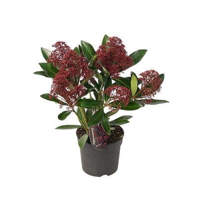 Set od 3 Skimmia 'Rubella' – Ø10,5 cm – ↨ 20-25 cm