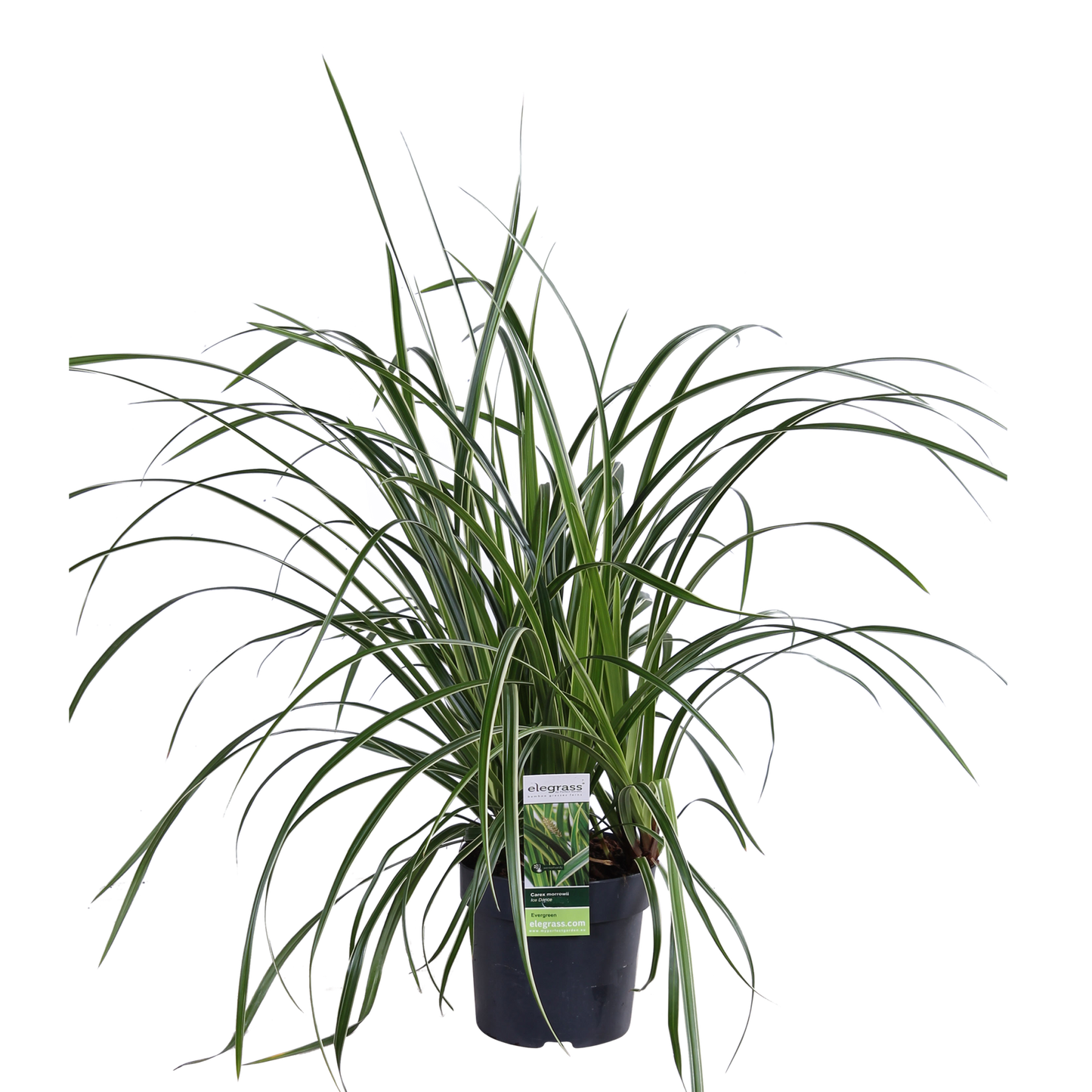 3x - Carex morrowii 'Ples na ledu' - ↨30cm - Ø14