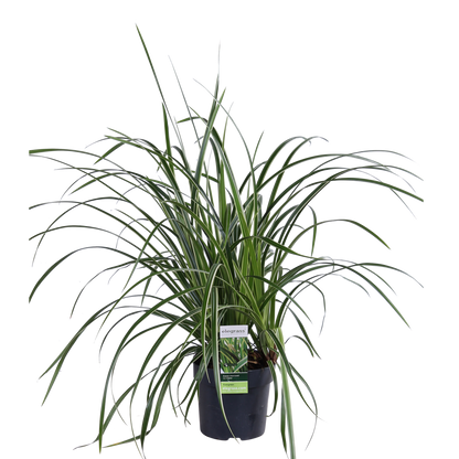 3x - Carex morrowii 'Ples na ledu' - ↨30cm - Ø14