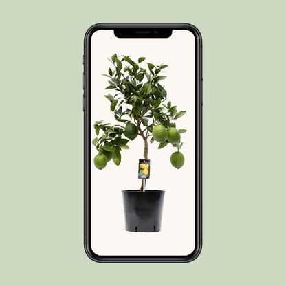 Citrus limun - Ø22cm - ↕80cm