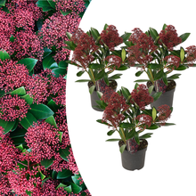 Set od 3 Skimmia 'Rubella' – Ø10,5 cm – ↨ 20-25 cm