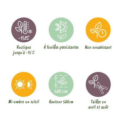 Green boutiQ - Haagplanten - Prunus laurocerasus Novita - blad groen - 8 planten - 1 strekkende meter - groenblijvend - pot 9cm hoogte 30-35cm