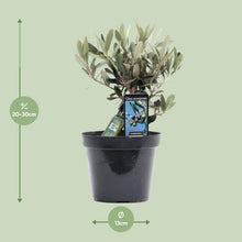 Olea Olijf - Ø13cm - ↕25cm