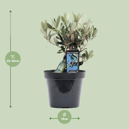 Olea Olijf - Ø13cm - ↕25cm