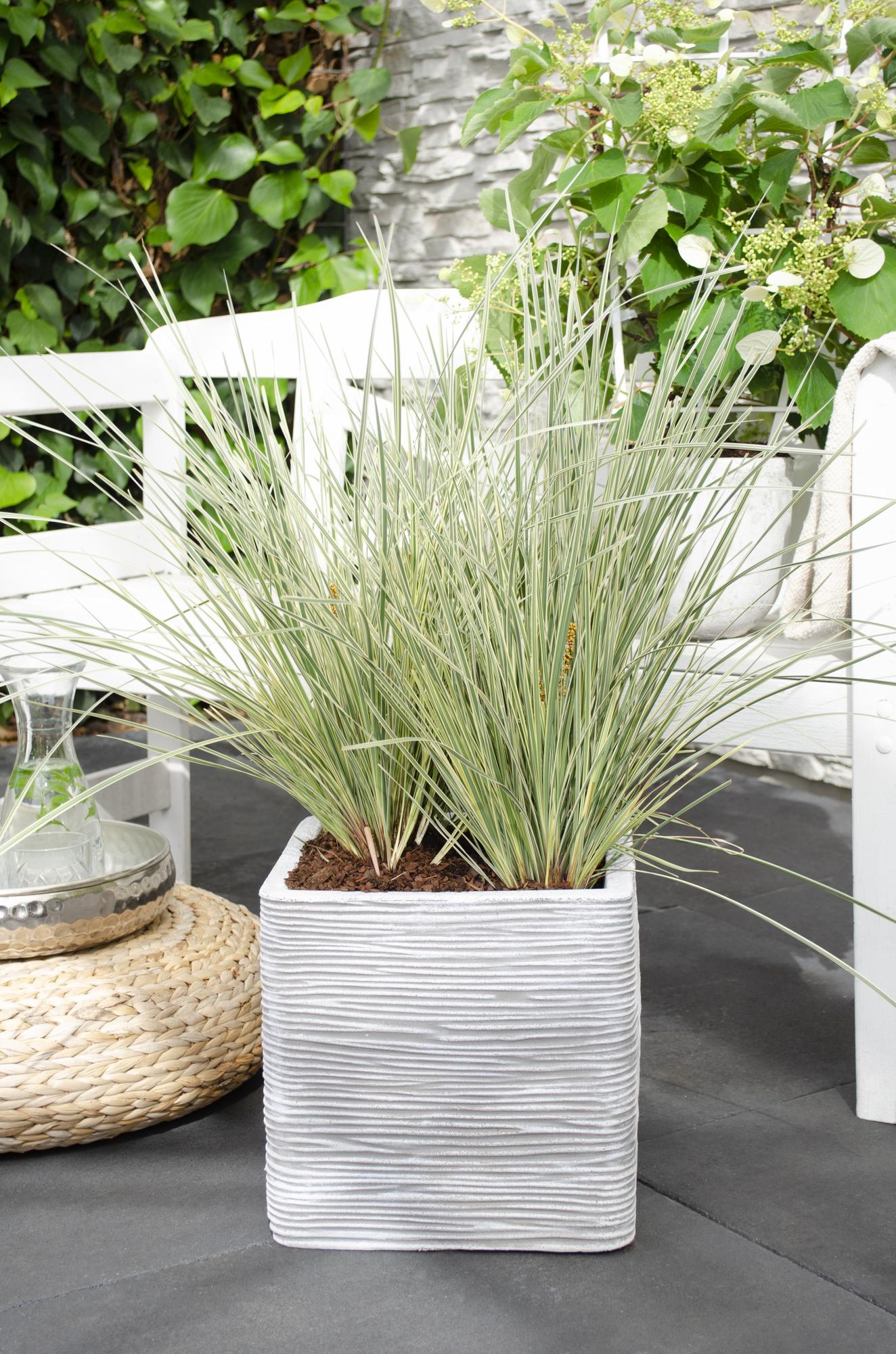 Lomandra longifolia 'White Sands' - Ø19cm - ↕40cm