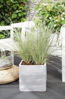 Lomandra longifolia 'White Sands' - Ø19cm - ↕40cm