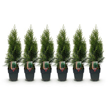 Green boutiQ - Haagplanten - Thuja occidentalis Smaragd - blad groen - 6 planten - 1 strekkende meter - groenblijvend - pot 17cm hoogte 60cm