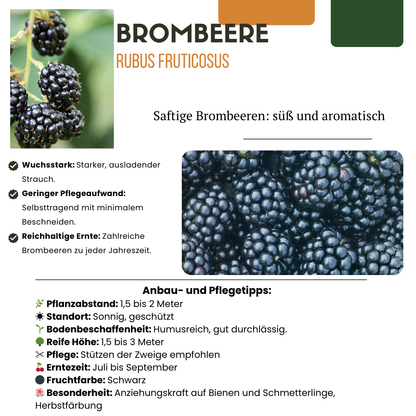 6 x Biologische bramenplanten - Ø 13 cm - ↨ 20 cm