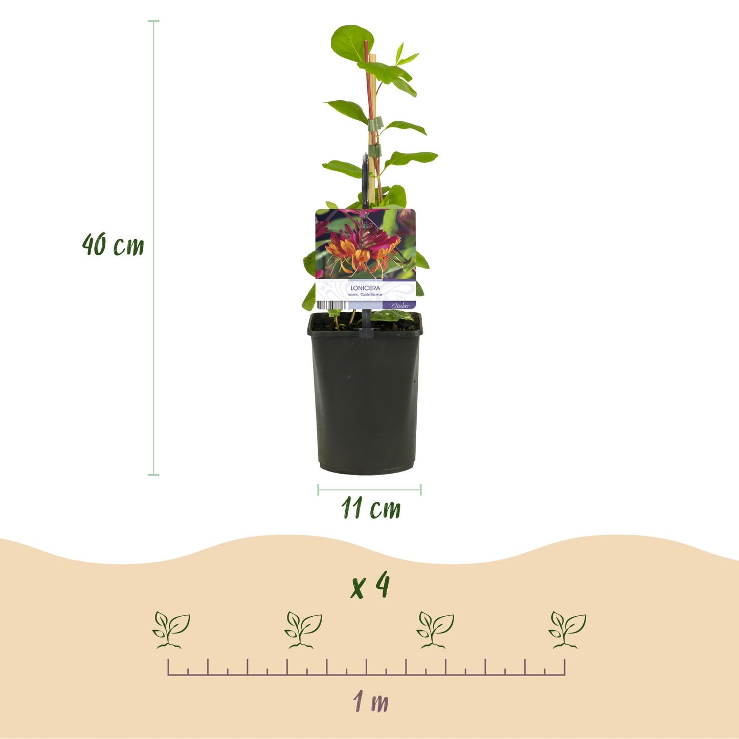 Green boutiQ - Kamperfoelie - Lonicera heckrottii Goldflame -Bbloem Roze met Geel  - Weinig onderhoud - 2 planten - Pot 11cm Hoogte 40cm