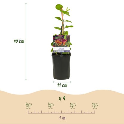 Green boutiQ - Kamperfoelie - Lonicera heckrottii Goldflame -Bbloem Roze met Geel  - Weinig onderhoud - 2 planten - Pot 11cm Hoogte 40cm