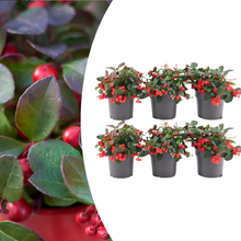 6x Gaultheria procumbens 'Big Berry' | 12 cm Ø | 15-20 cm ↕