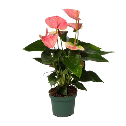 Anthurium Slatki san - Ø12cm - ↕35cm