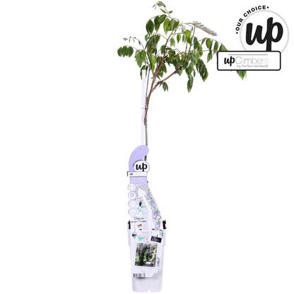 Wisteria sinensis Caroline - Ljubičasta kiša - Ø15cm - ↕65cm