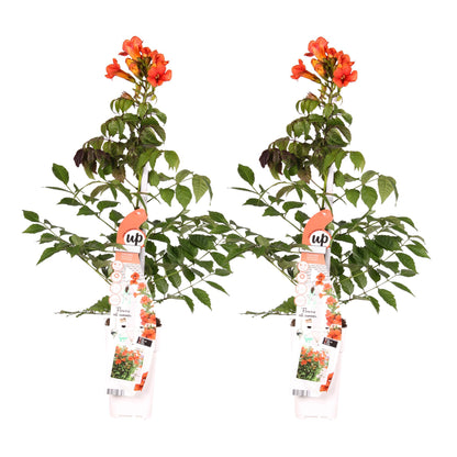2x - Campsis Summer Jazz 'Vatrena truba' - ↨65cm - Ø15