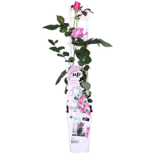 Rosa Crazy in love 'Pink' - Ružičasta ruža - Ø15cm - ↕65cm