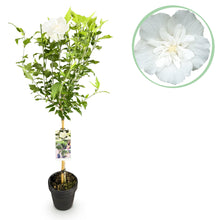 Green boutiQ - Tuinplant - Hibiscus syriacus White Chiffon® - Plant op stam - Terras Plant - Bladverliezend - Weinig Onderhoud - Pot 19cm Hoogte 90cm