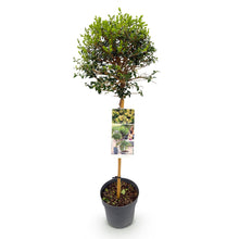 Green boutiQ - Tuinplant - Ligustrum delavayanum - Plant op stam - Terras Plant - Bladhoudend - Weinig Onderhoud - Pot 19cm Hoogte 90cm