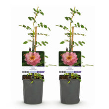 Green boutiQ - Klimroos - Rosa Salmon Queen - Bloem Licht roze - Weinig onderhoud - 2 planten - Pot 11cm Hoogte 40cm