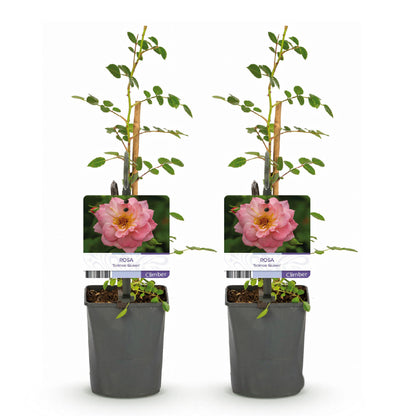 Green boutiQ - Klimroos - Rosa Salmon Queen - Bloem Licht roze - Weinig onderhoud - 2 planten - Pot 11cm Hoogte 40cm