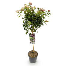 Green boutiQ - Tuinplant - Viburnum tinus Eve Price - Plant op stam - Terras Plant - Bladhoudend - Weinig Onderhoud - Pot 19cm Hoogte 90cm