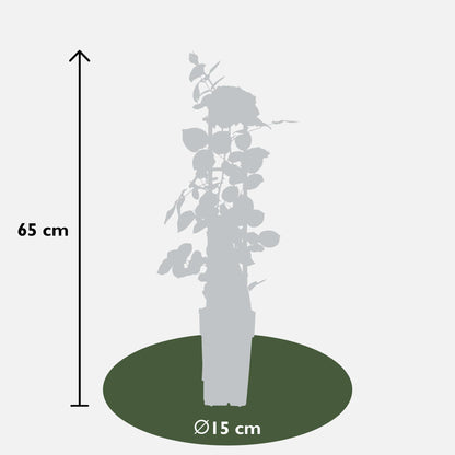Rosa Crazy in love 'Pink' - Ružičasta ruža - Ø15cm - ↕65cm