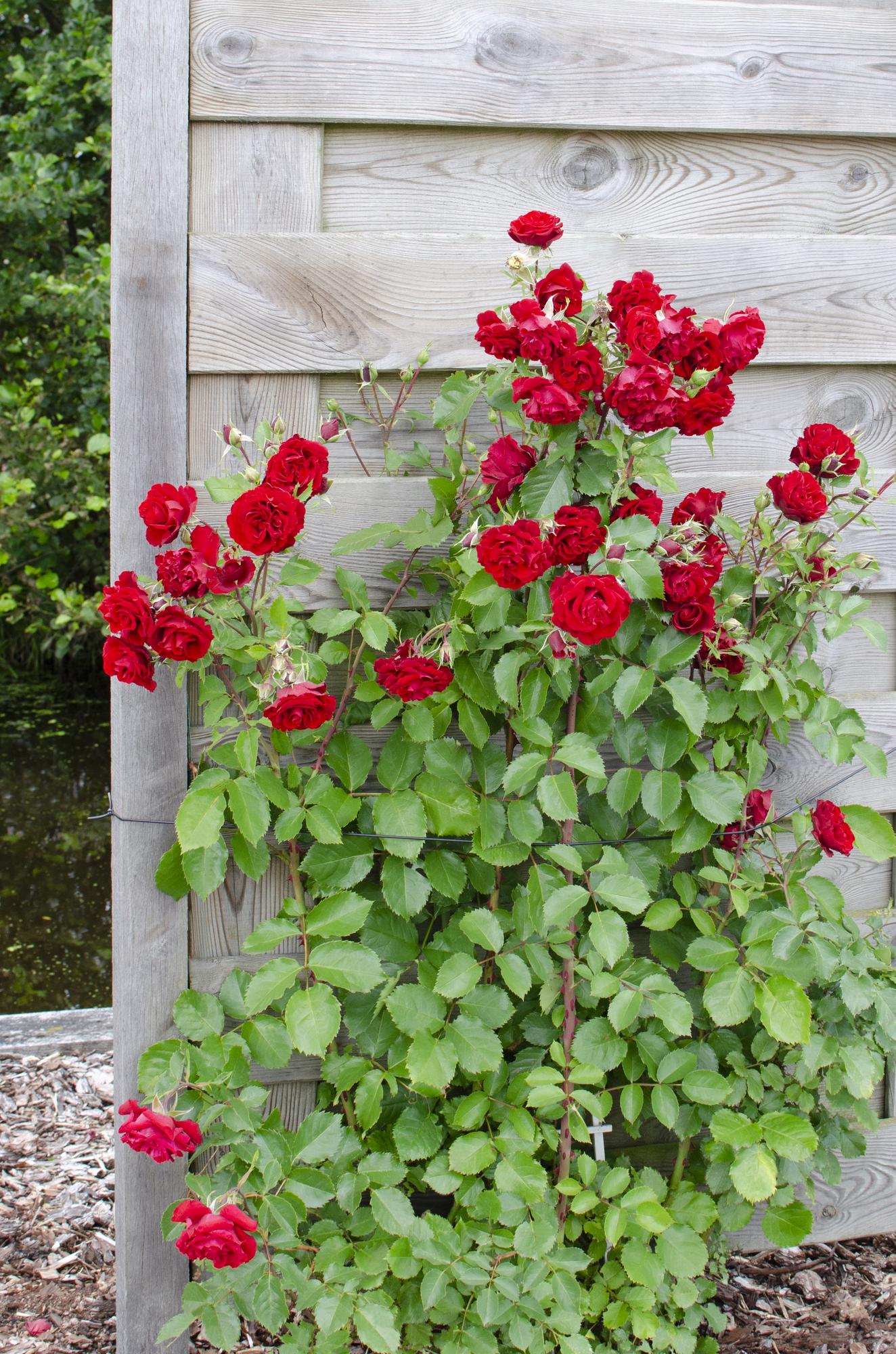 Rosa Crazy in love 'Crvena' - Crvena ruža - Ø15cm - ↕65cm