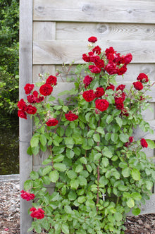 Rosa Crazy in love 'Crvena' - Crvena ruža - Ø15cm - ↕65cm