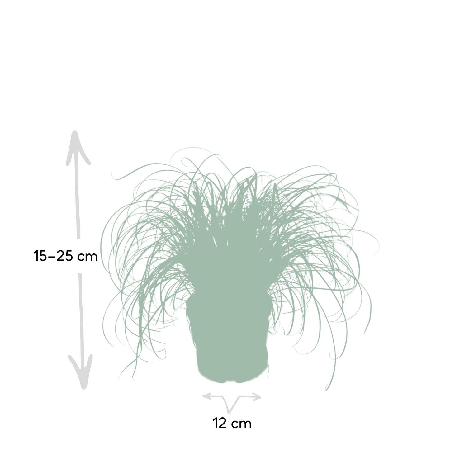 Cyperus Alternifolius - Mačja trava - Ø12cm - ↕20cm