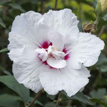 Green boutiQ - Tuinplant - Hibiscus syriacus Starburst Chiffon® - Plant op stam - Terras Plant - Bladverliezend - Weinig Onderhoud - Pot 19cm Hoogte 90cm
