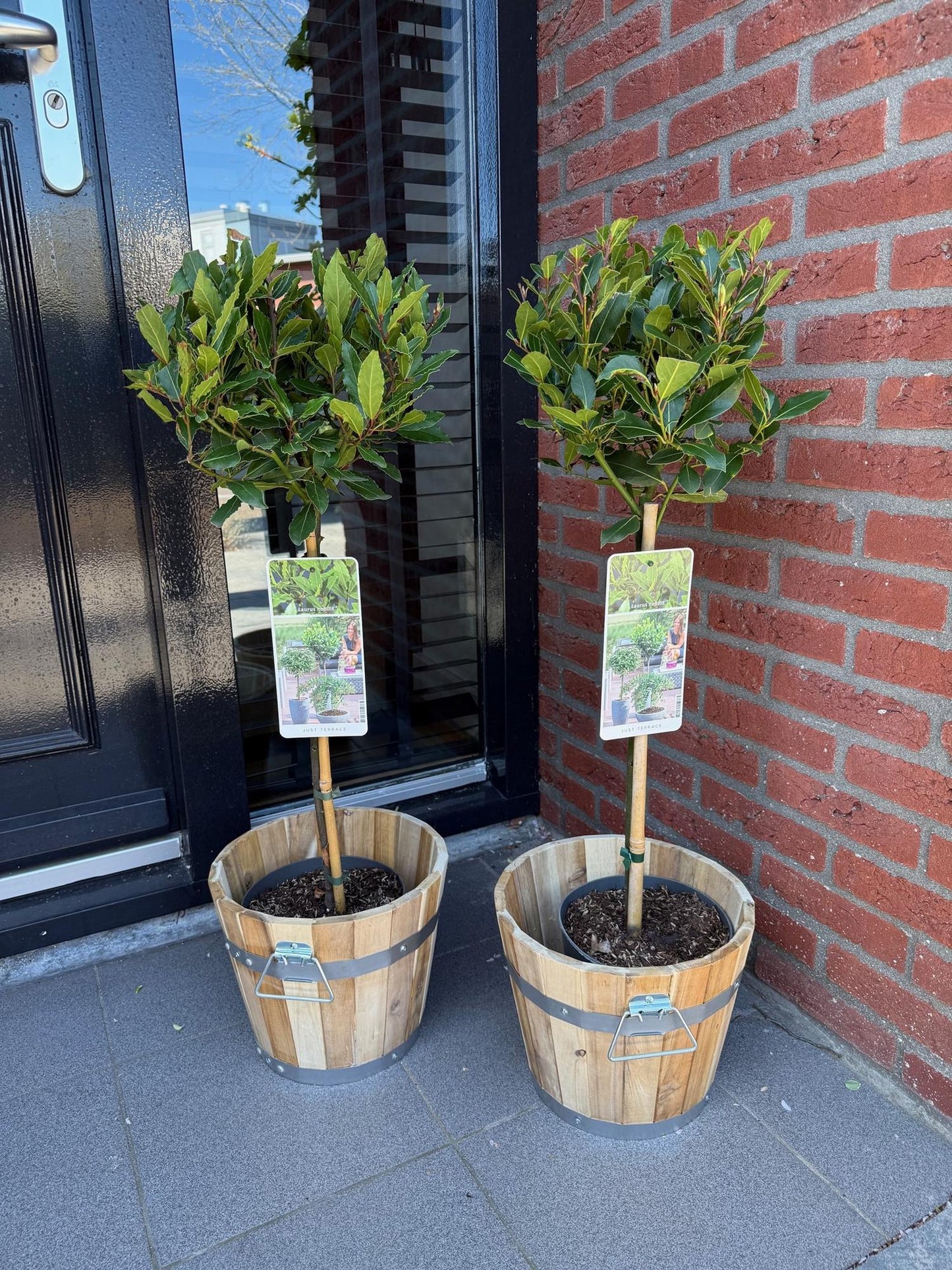 Green boutiQ - Tuinplant - Laurus nobilis - Plant op stam - Terras Plant - Bladhoudend - Weinig Onderhoud - Pot 19cm Hoogte 90cm