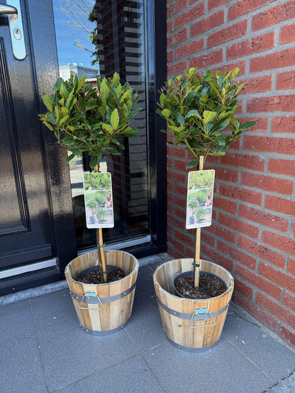 Green boutiQ - Tuinplant - Laurus nobilis - Plant op stam - Terras Plant - Bladhoudend - Weinig Onderhoud - Pot 19cm Hoogte 90cm