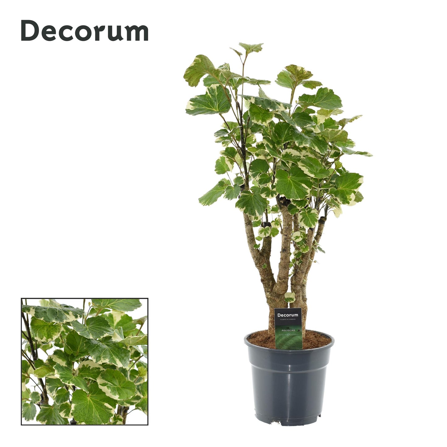 Polyscias Balfouriana - Ø17cm - ↕50cm