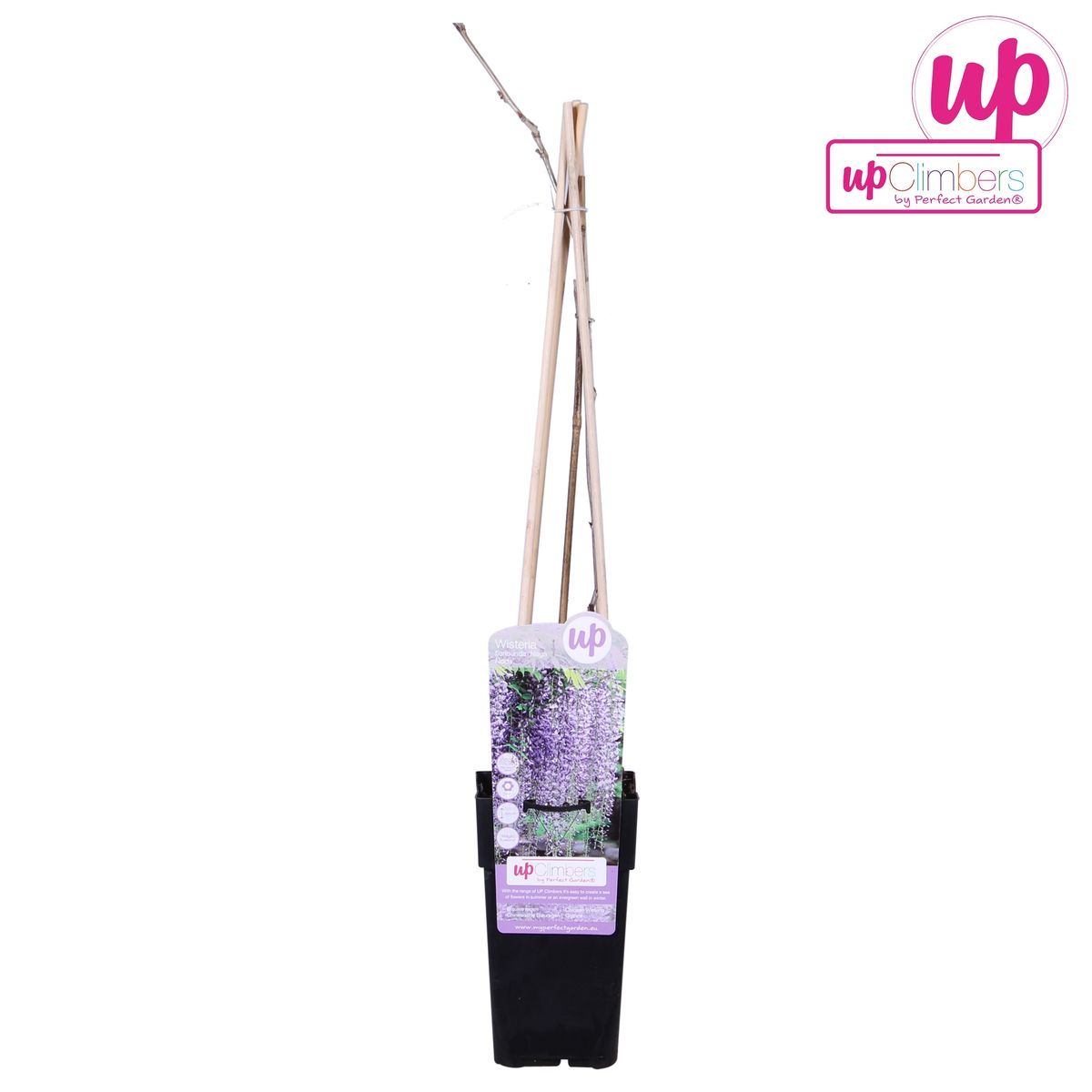 Wisteria floribunda 'Naga Noda' - Ljubičasta kiša - Ø15cm - ↕65cm