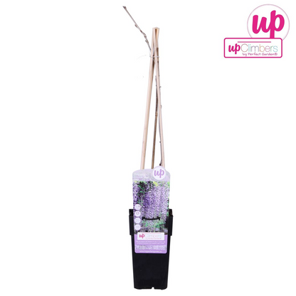 Wisteria floribunda 'Naga Noda' - Ljubičasta kiša - Ø15cm - ↕65cm