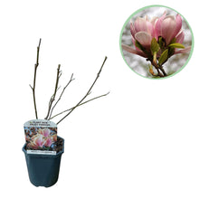 Green boutiQ - Heesters -  Magnolia Soulangiana  - Bloemen Licht Roze - 1 Plant - Bladverliezend - Weinig Onderhoud - Pot 17cm Hoogte 45cm
