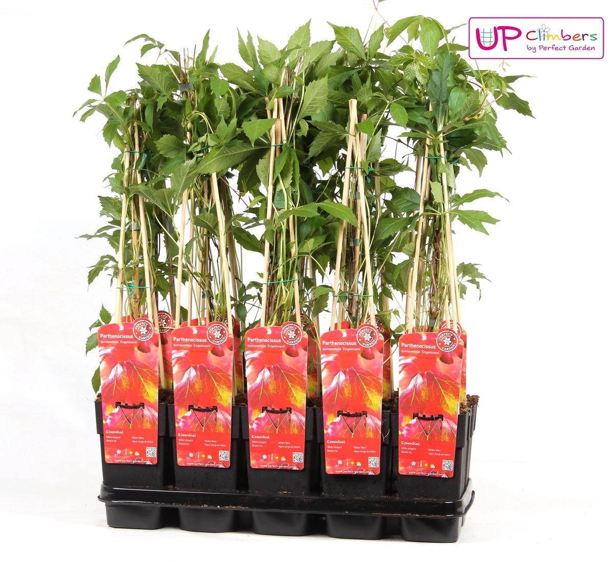 Partenocisus q. var. 'Engelmannii' - Ø15cm - ↕65cm