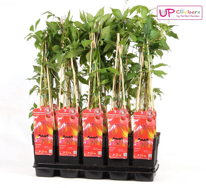 Partenocisus q. var. 'Engelmannii' - Ø15cm - ↕65cm